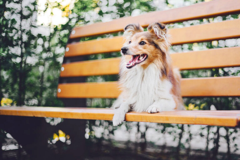 Ein Hund, der auf der Bank sitzt