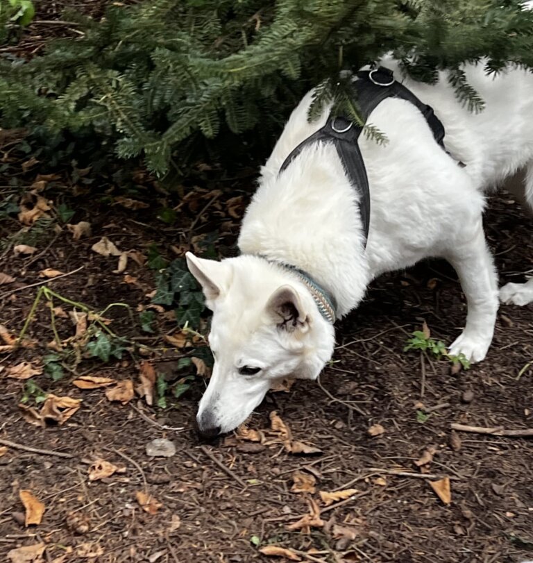Hundeschule Peak4Dogs Ofenbach am Main